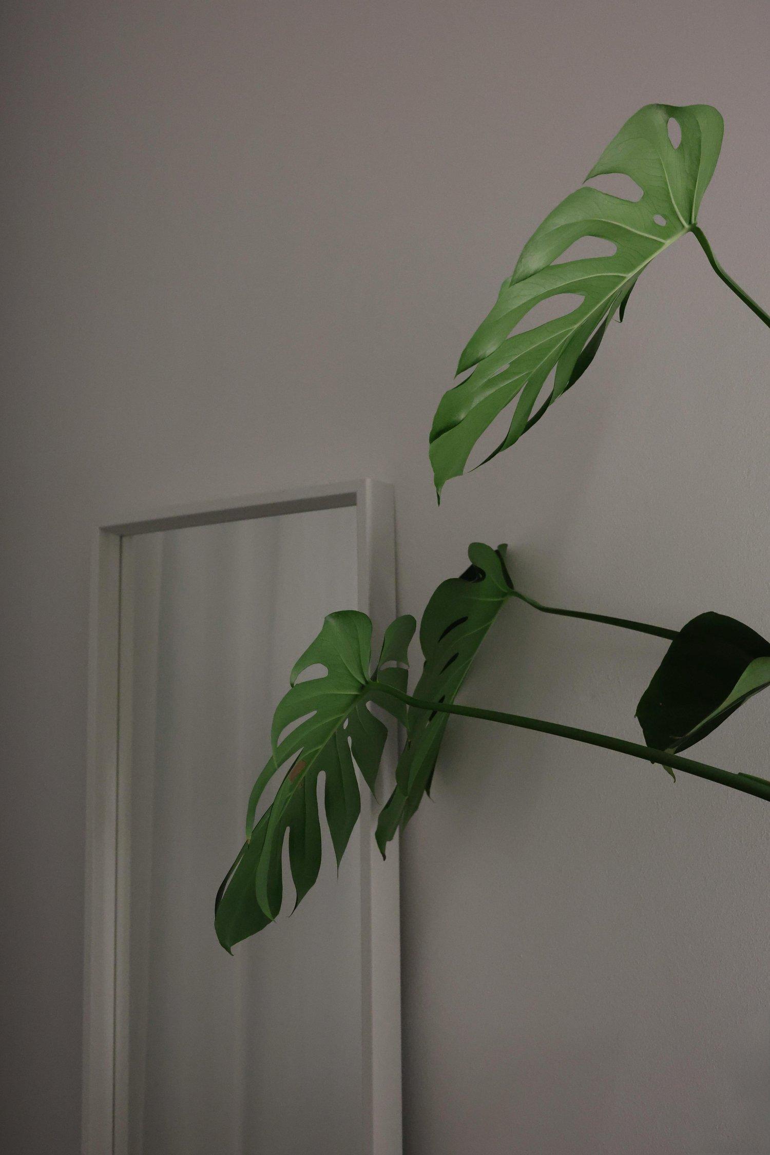 すきっ歯治療にかかる期間と費用の目安