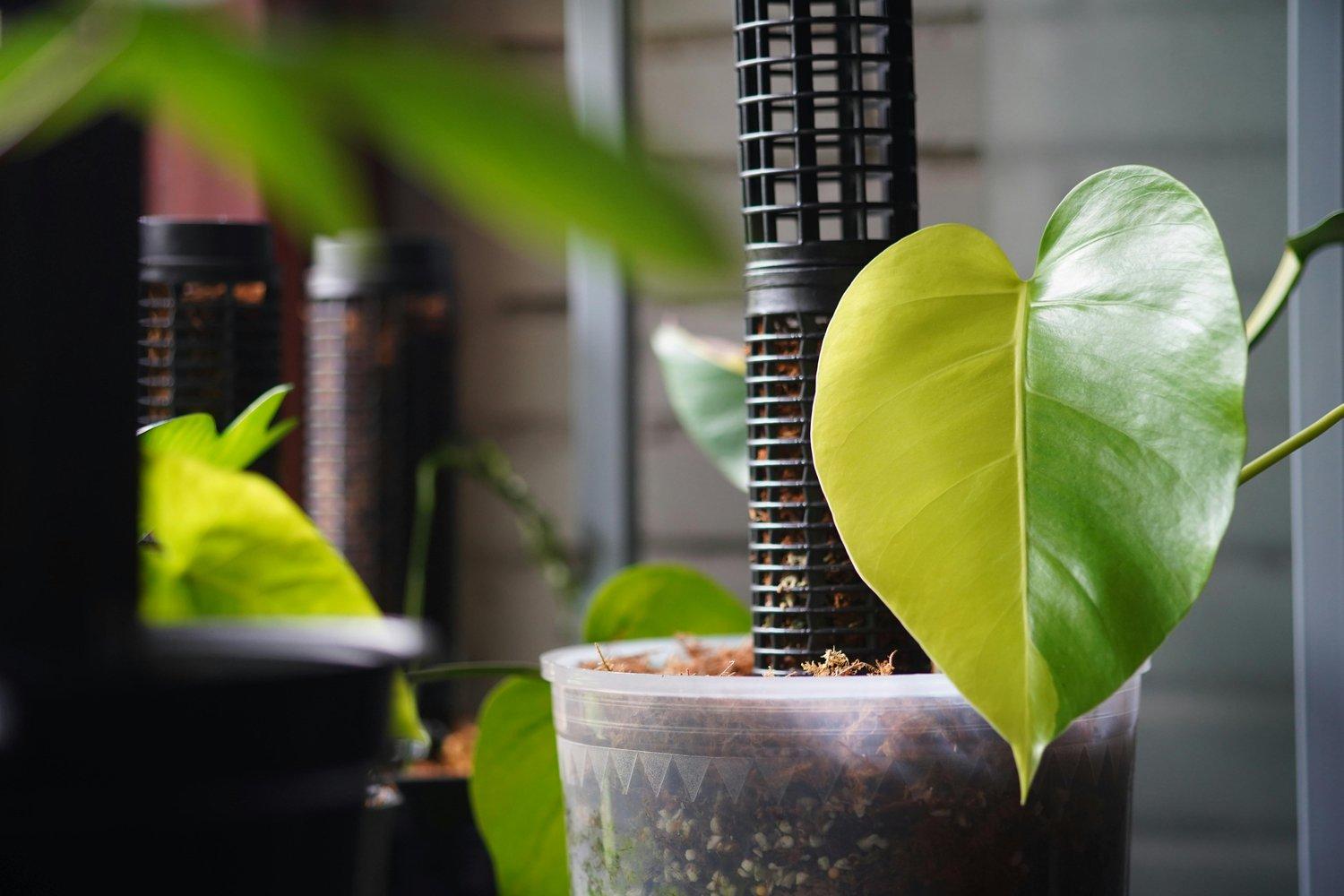 すきっ歯治療で起こりやすい失敗パターン